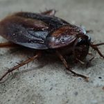 ACP Pest Control - Cockroach