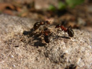 ACP Pest Control - Ants